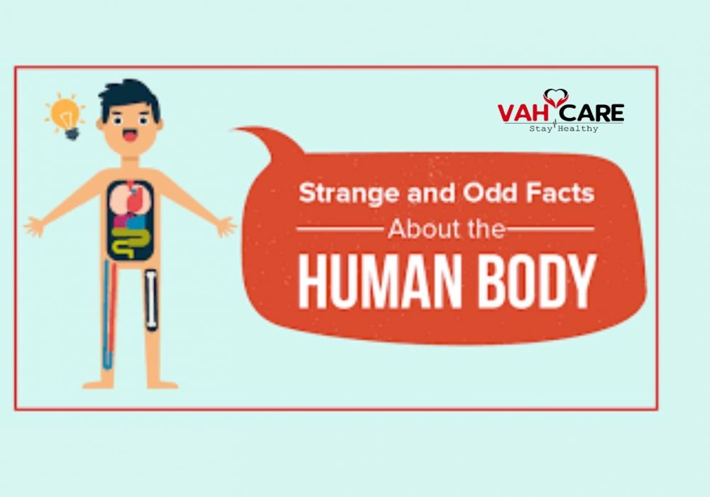 some Intresting Facts About Human Body you must know